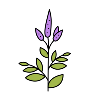 Árvacsalán illóolaj